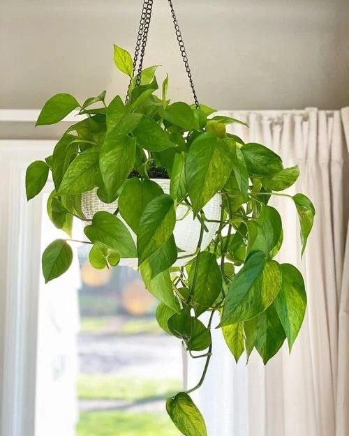 Hanging Plants for the Wall