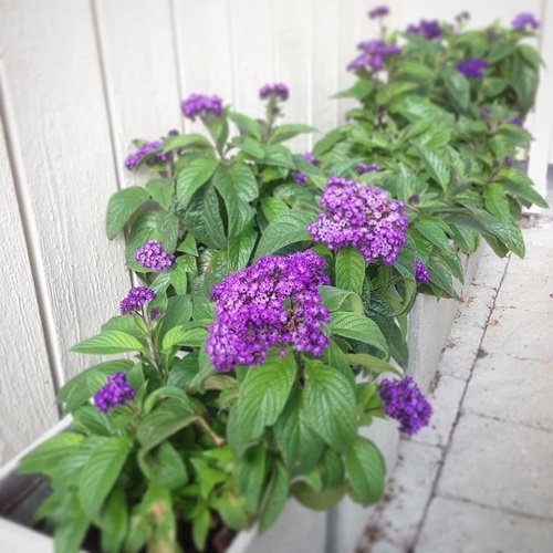 Purple Annual Flowers near fence
