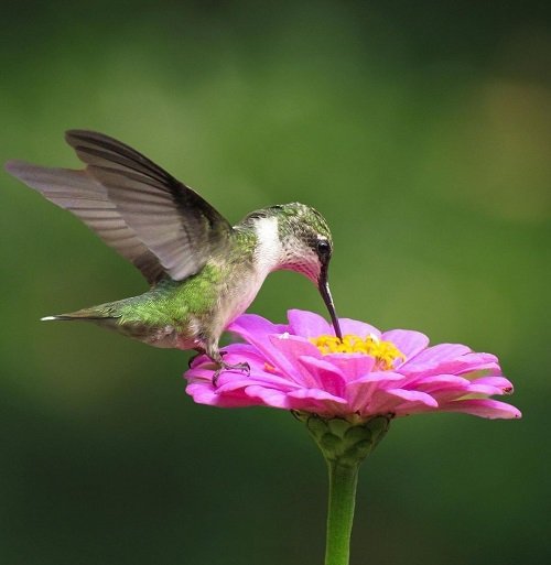 Hummingbird Dream Meaning and Symbolism 1