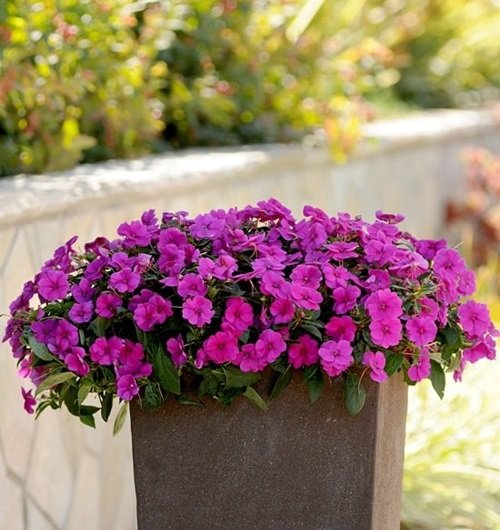Purple Annual Flowers haning