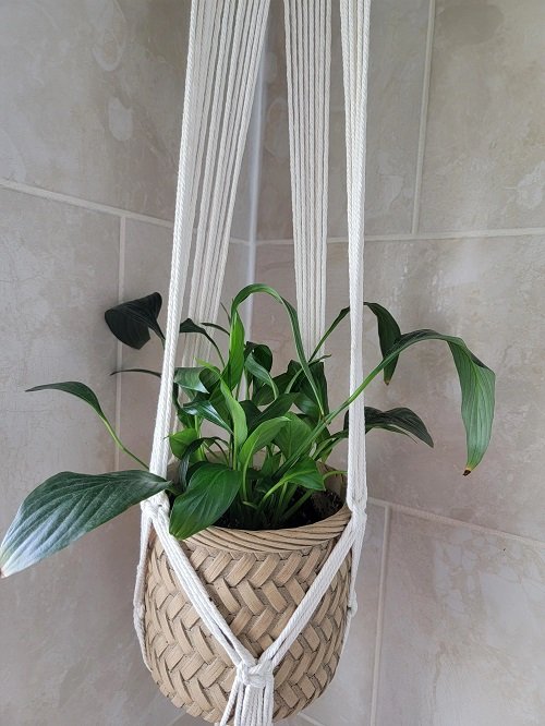 Places to Keep a Peace Lily in the House 17