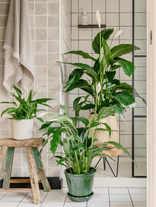 Places to Keep a Peace Lily in the House 3
