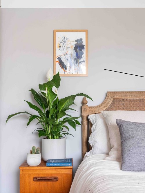 Places to Keep a Peace Lily in the House 1