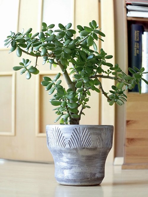 Jade Plant Meaning 3
