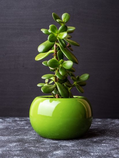 Jade Plant Meaning and Symbolism | Balcony Garden Web