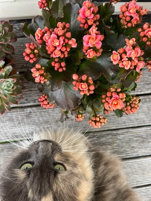 Flowers that Are Poisonous to Cats 11