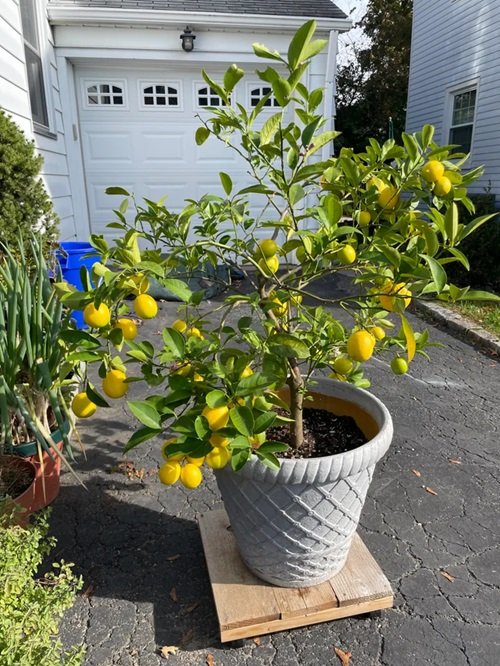 Lemon Tree Growth Stages 5