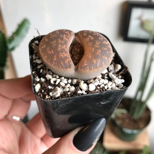 Types of Butt Plants 