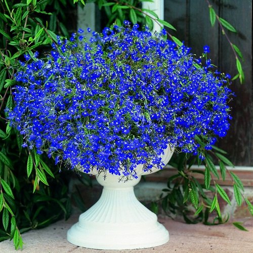 top best Stunning Royal Blue Flowers