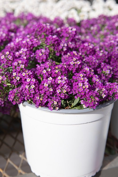 Purple Annual Flowers in white pot