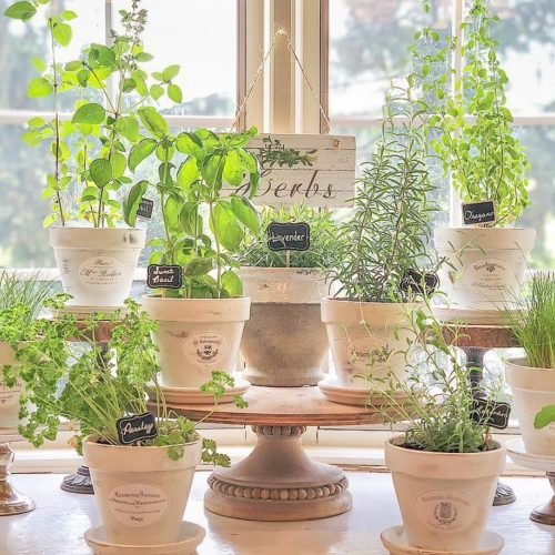 Herb Garden: Purify and Flavor!