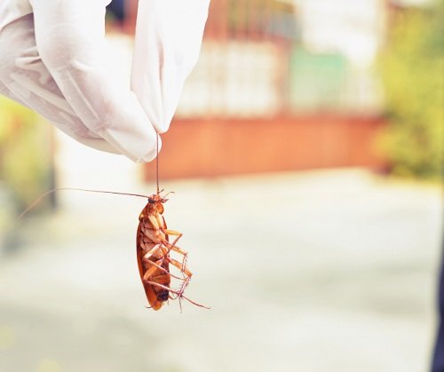 Tricks to Get Rid of Cockroaches Overnight