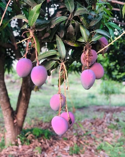 Pink Fruits 3