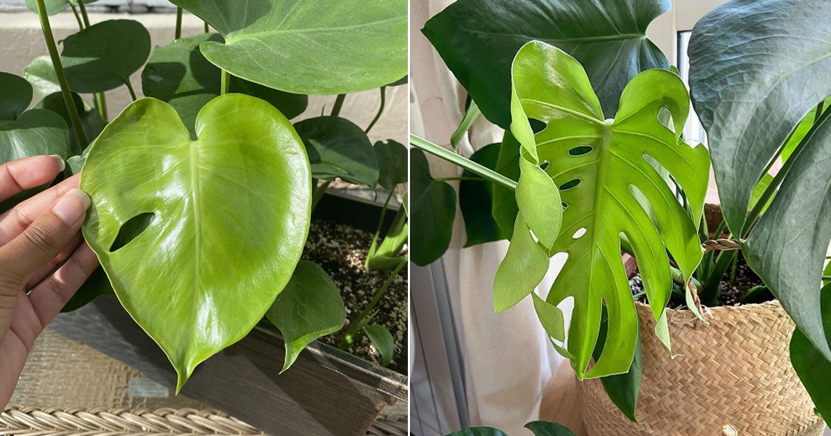 Monstera Fenestration Stages: When Does Monstera Leaves Split | Balcony ...