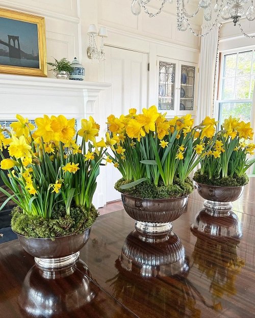 When and Where to Plant Narcissus