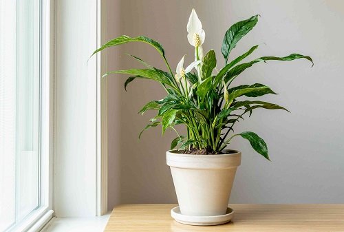 Places to Keep a Peace Lily in the House 9