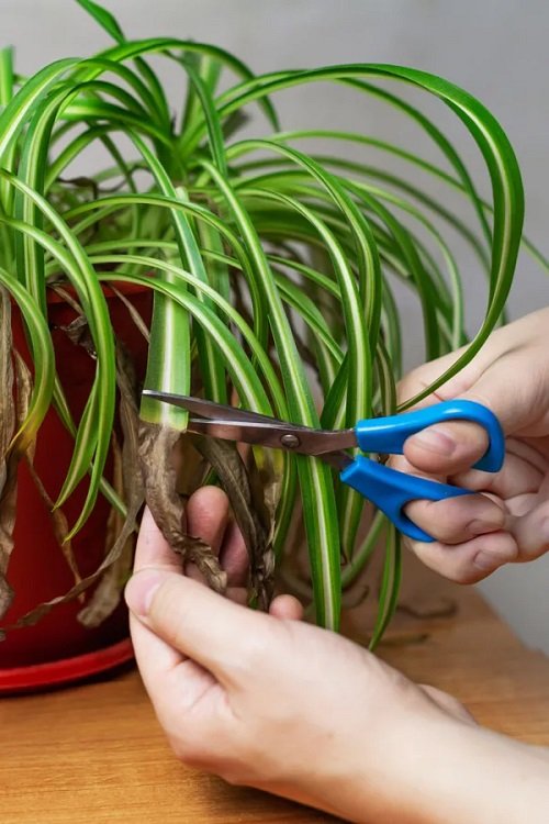 Spider Plant Brown Tips 15