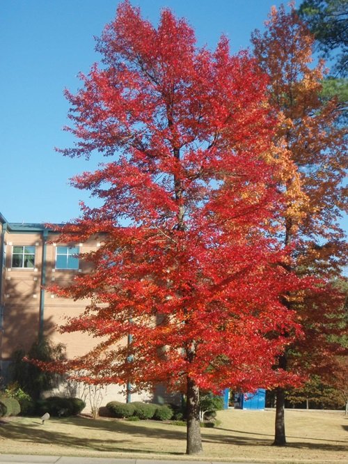 Trees With Red Leaves All Year 13