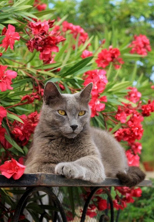 Flowers that Are Poisonous to Cats 3