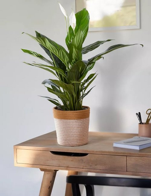 Places to Keep a Peace Lily in the House 5