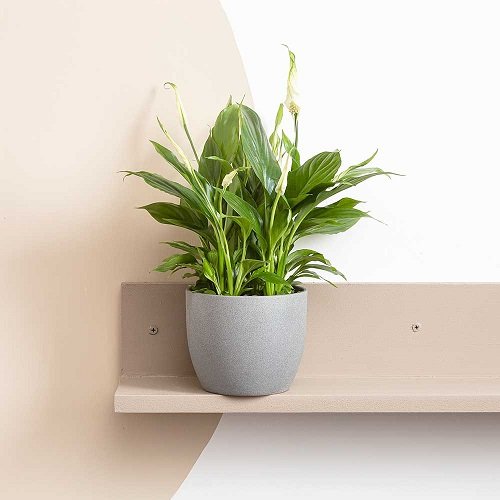 Places to Keep a Peace Lily in the House 7