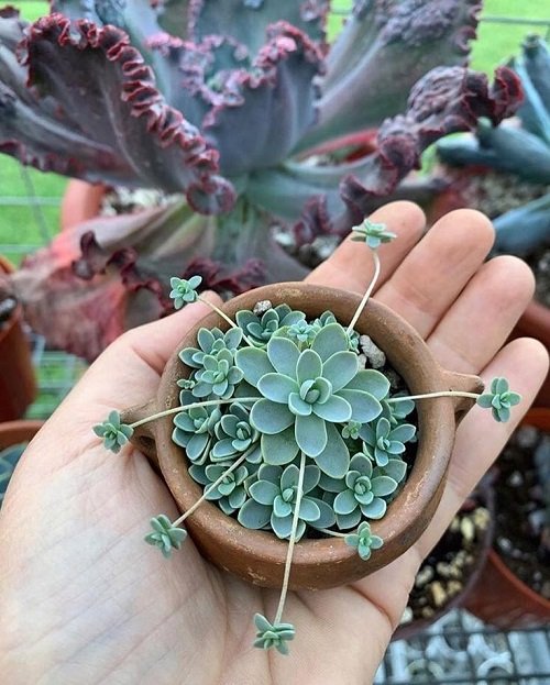 Succulents That Look Like Flowers 9