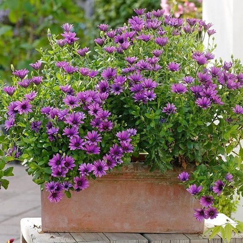 Purple Annual Flowers7