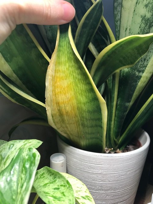 Snake Plant Leaves Turning Yellow in pot