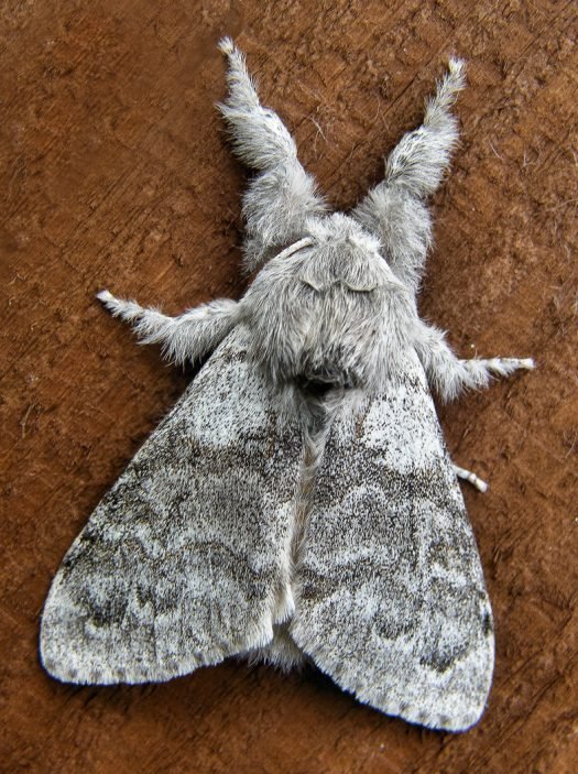 Fluffy and Fuzzy Moths 5