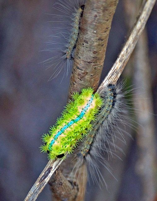 Are Big Green Caterpillars Poisonous 11
