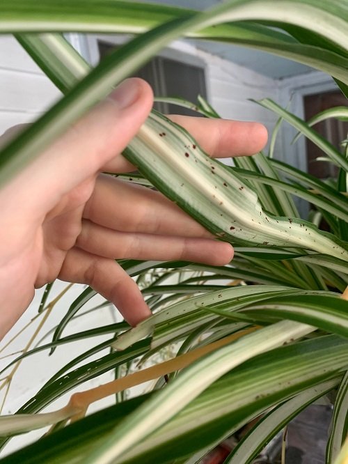 Spider Plant Brown Tips 9