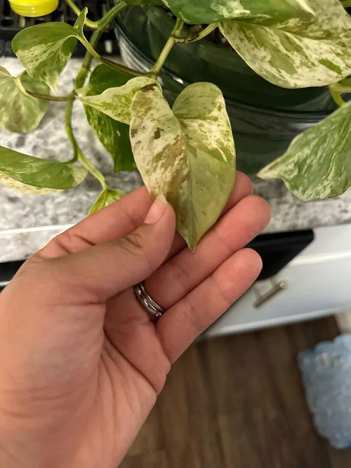 pest problem Pothos Leaves Curling: Reasons and Solutions