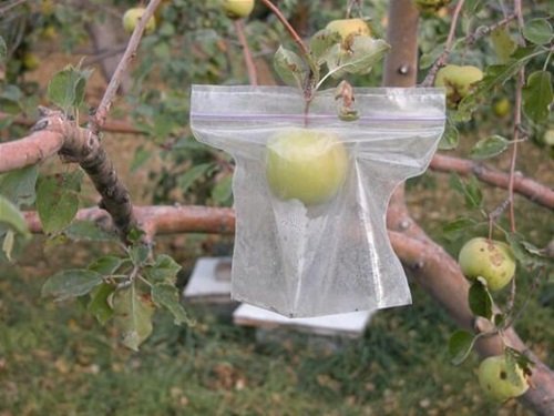 Ziplock Bag Uses in Garden 3