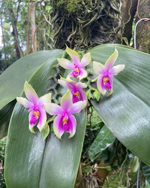 Purple Orchid Varieties 1