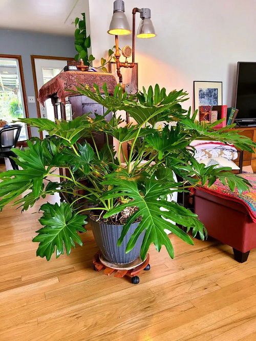 Philodendrons in Home 8