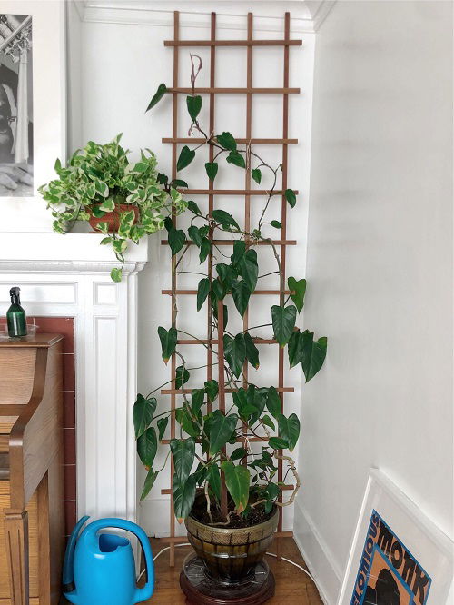 Philodendrons in Home 10