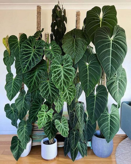 Philodendrons in Home 1 