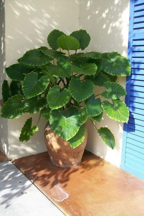 Philodendrons in Home