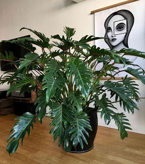 Philodendrons in Home 2