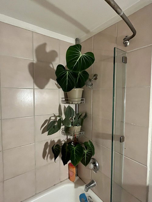 Philodendrons in Home 3