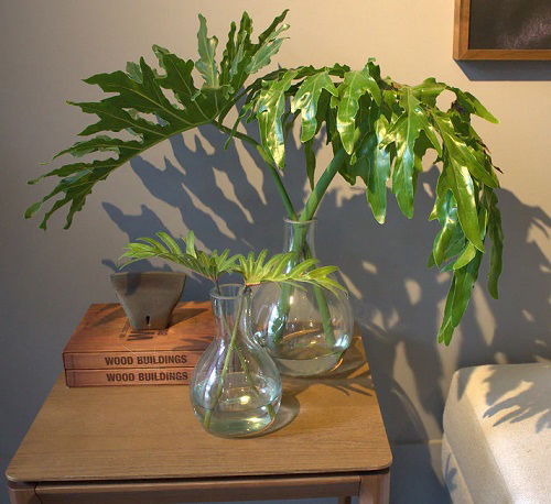 Philodendrons in Home 5