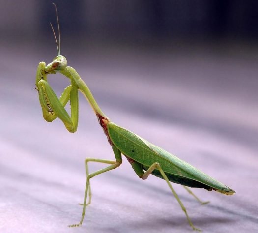 What Does it Mean When You See a Praying Mantis 8
