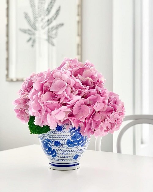 Pink Hydrangea Meaning 3