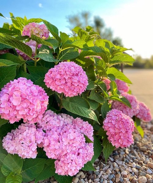 Pink Hydrangea Meaning 1