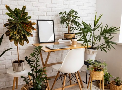 Plant-Powered Workspace: Boost Productivity and Air Quality