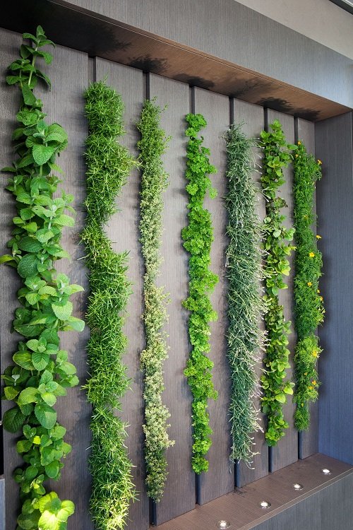 Ways to Create a Vertical Garden Indoors 3