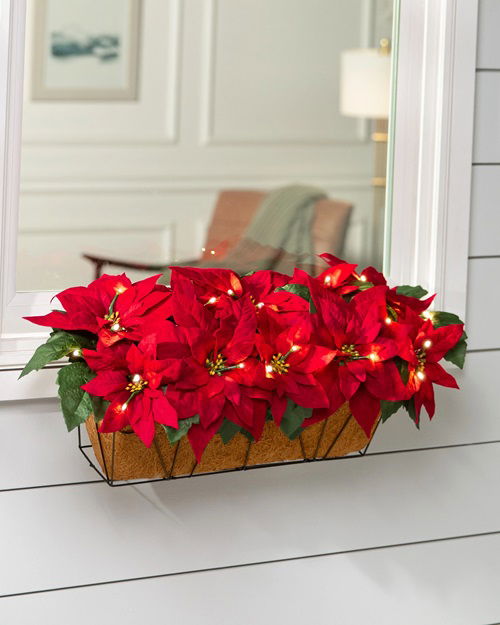 The Number 1 Trick to Make and Keep Your Poinsettia Plant Red