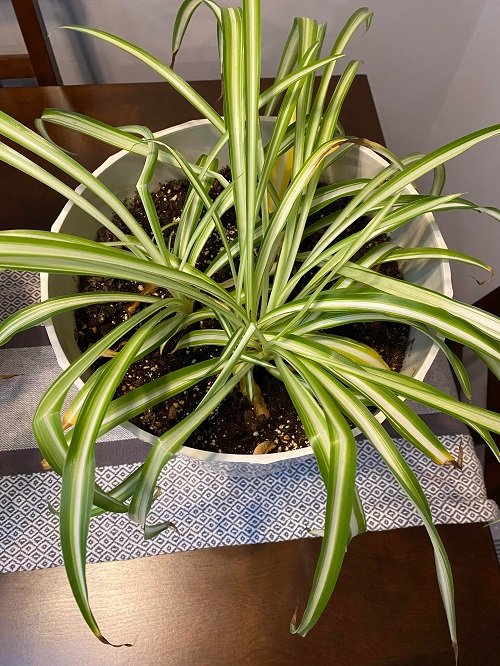 Spider Plant Brown Tips 5