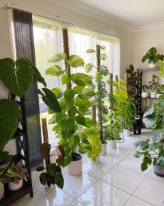 15 Amazing Pothos Curtain Ideas | Balcony Garden Web