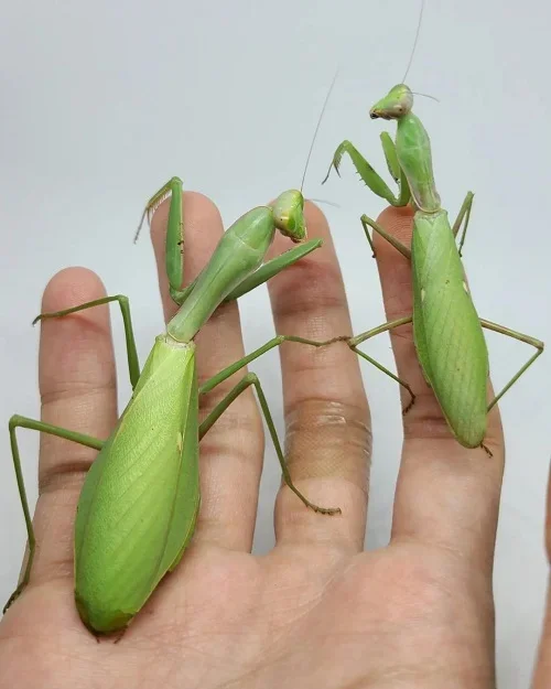 Do Praying Mantis Bite
